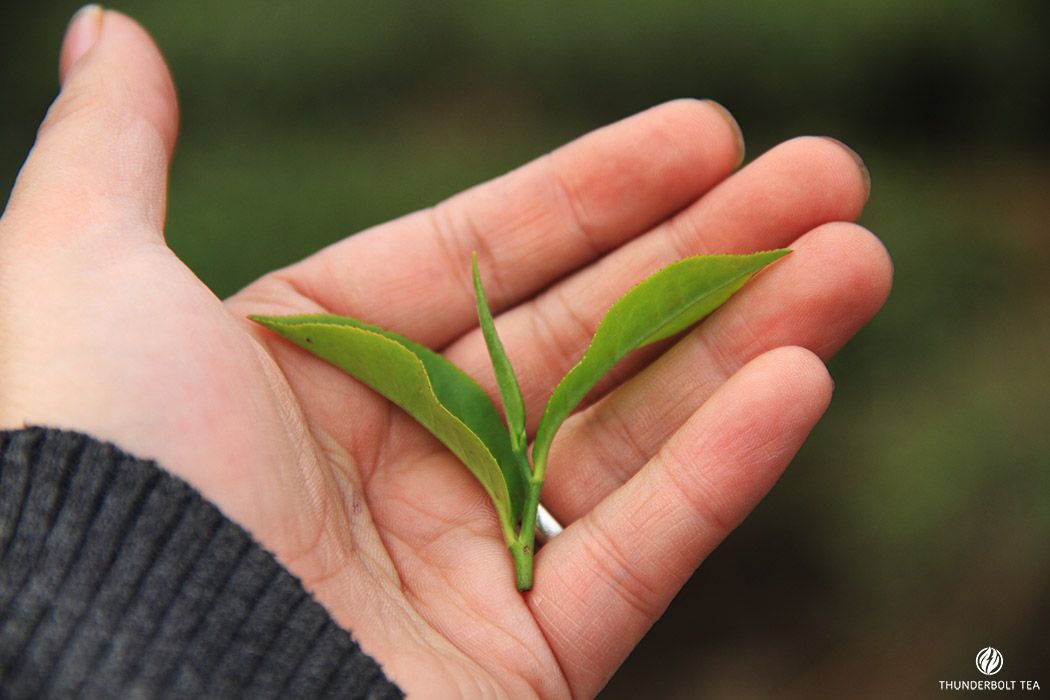 Darjeeling Flush and Tea Seasons