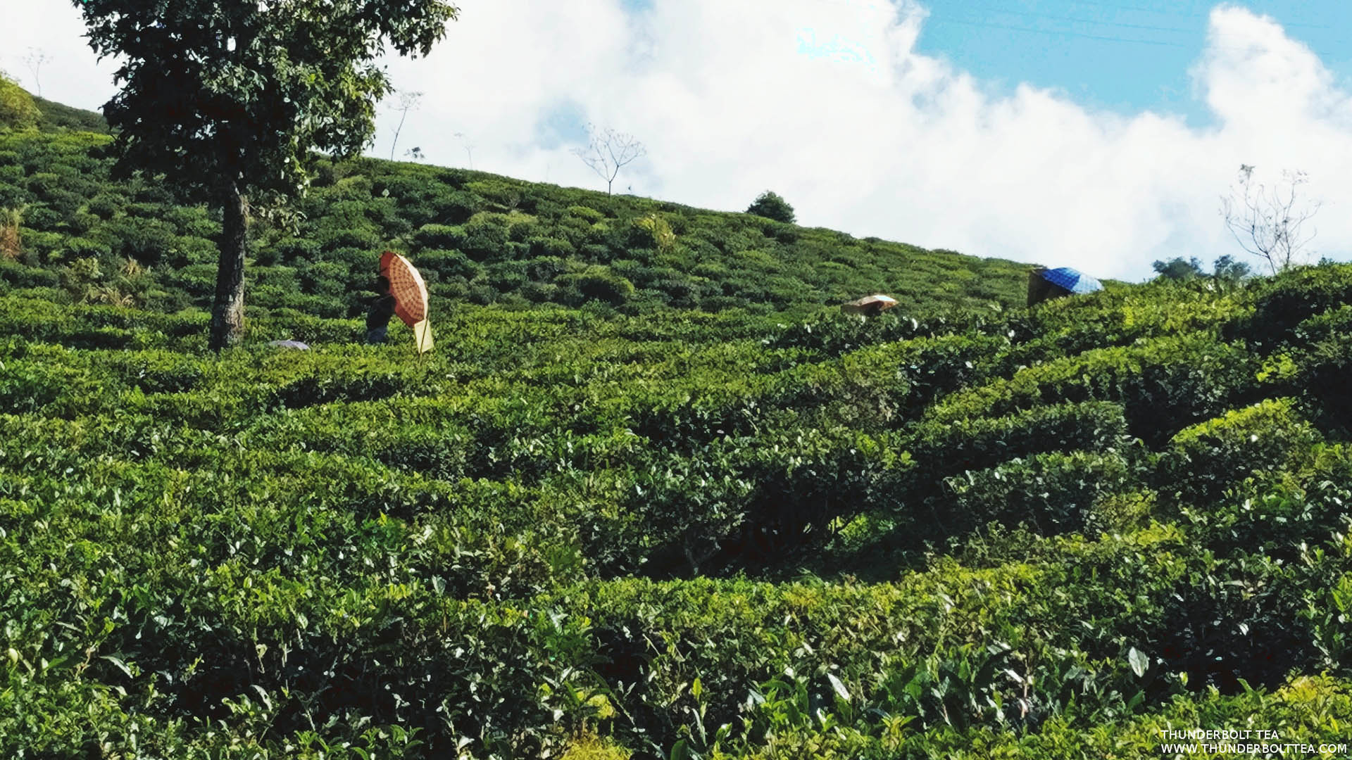 Lopchu Tea Estate Darjeeling, Golden Flowery Orange Pekoe Tea Online