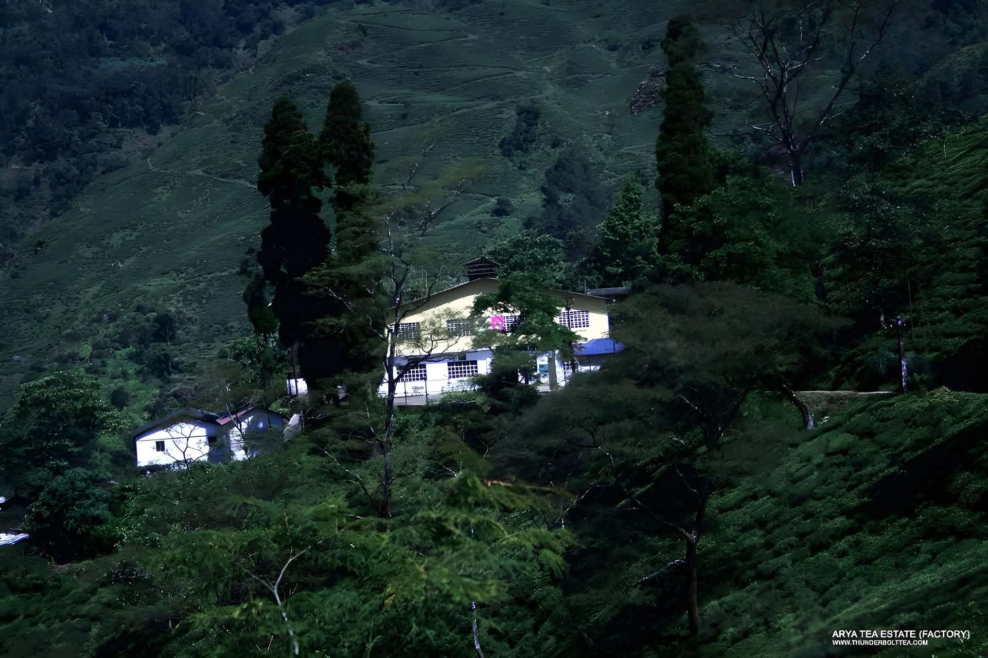 Arya Tea Estate, Darjeeling