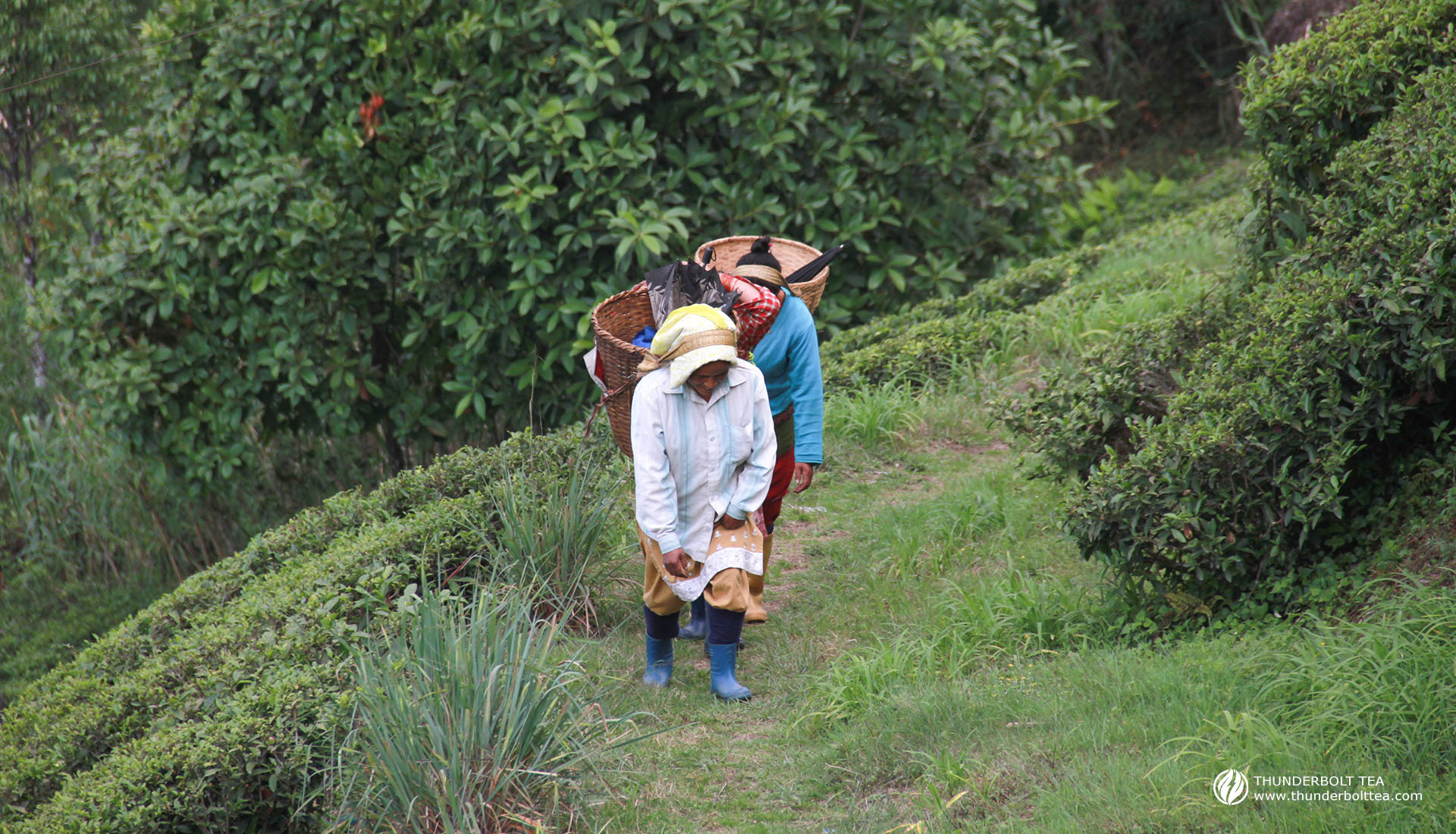 Margaret's Hope Darjeeling Tea